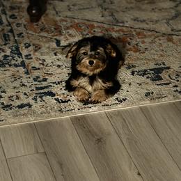 Old English Sheepdog, Poodle, Sheepadoodle, and Yorkipoo Puppies from Love Tallulah Sheepadoodles LLC
