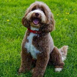 Myles - Australian Labradoodle
