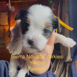 Yellow - Parti female Yorkshire Terrier puppy in South Lake Tahoe, California from Sierra Nevada Yorkies