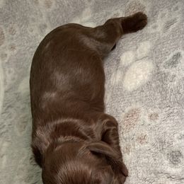 Cockapoo Puppies from Stella’s Six