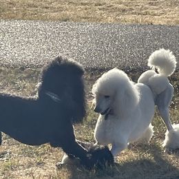 Poodle All Grown Up from Savicah Poodles