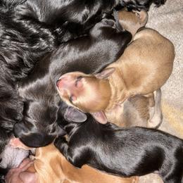 Girl 4 - female Dachshund puppy in Brockport, New York from Ryans Nursery/Ryan's Dachshunds