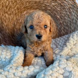 Tender - Red  female Poodle puppy in Concord, California from Golden State Good Dogs