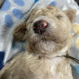 DUNCAN - Brown Collar Boy - Cream male Poodle puppy in Charlo, Montana from Heavenly Hilltop Farm