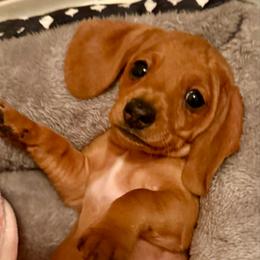 Girl 4 - Red female Dachshund puppy in Sunman, Indiana from Whitney’s Weiners