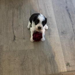 Matthew - Parti male Miniature Schnauzer puppy in Hemet, California from Feshia's Miniature Schnauzers