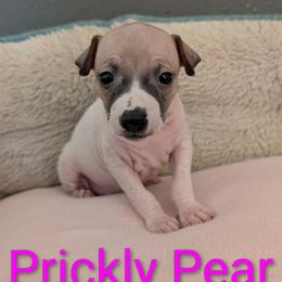 Prickly Pear - Red and white female American Hairless Terrier puppy in Phoenix, Arizona from Bare Valley