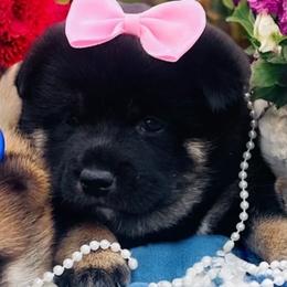 Dachshund, Miniature Australian Shepherd, and Shiba Inu Puppies from Elite Puppies of Oklahoma