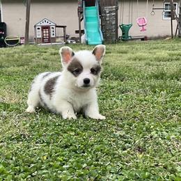 22 Pink Collar - White and black female Pembroke Welsh Corgi puppy in Port Republic, Maryland from Bestfurends
