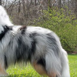Shetland Sheepdogs from Honeyhill shelties