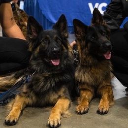 German Shepherd puppies from Szegi Haus K9 Solutions