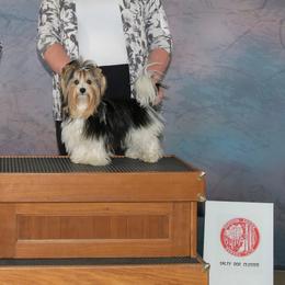 Biewer Terriers from Cloud Nine Biewer Terriers