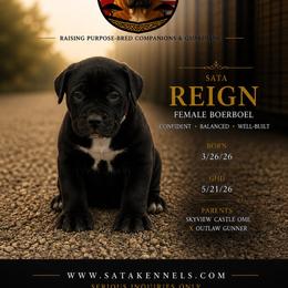 Reign - Black female Boerboel puppy in Delta, Colorado from SATA Kennels