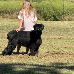 Teddy - Black Giant Schnauzer puppy in Missouri from Jotunn Kennels