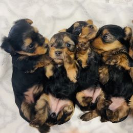 Yorkshire Terrier Puppies from Tiny Puppies World