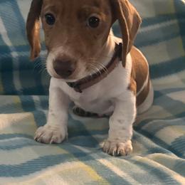 Dachshund Puppies from Treasure Valley Dachshunds