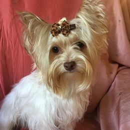 Mattie - Yorkshire Terrier