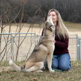 Siberian Husky Puppies from Breezy Valley Siberians