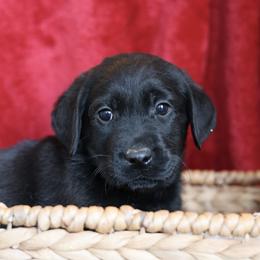 Frosty - Black male Labrador Retriever puppy in Williamston, Sc, South Carolina from Dutton Dog Co & Dalla Grazia Doberman