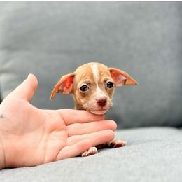 Lovely - Chocolate sabled fawn female Chihuahua puppy in Alvord, Texas from Gift of Gods Favor