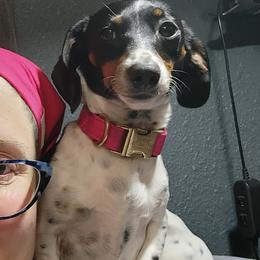 Dachshunds from Dogwood Doxies