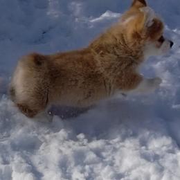 Pembroke Welsh Corgi Puppies from Merrygold Corgis