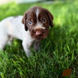 Tan male - Brown and gray male Wirehaired Pointing Griffon puppy in Williston, North Dakota from Little Muddy Griffons