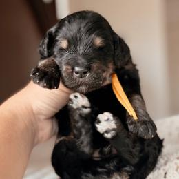Destin - Phantom male Bernedoodle puppy in Maricopa, Arizona from Desert Ridge Doodles