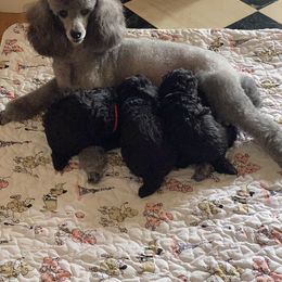 Poodle Puppies from Zoelle Poodles