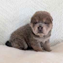 Remeron - Isabella dilute female Chinese Shar-Pei puppy in Clarksville, Tennessee from Wrinkle Bum Shar-Pei