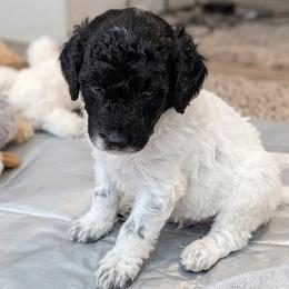 Poodle puppies from Doodlesrfun