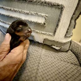 Savvy - Black and tan male Dachshund puppy in Russellville, Arkansas from Cains River Valley Dachshunds