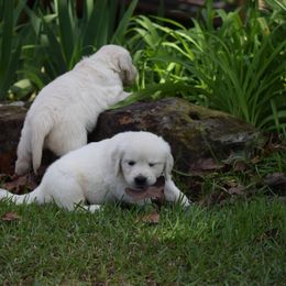 Goldendoodle and Golden Retriever Puppies from Magical Goldens