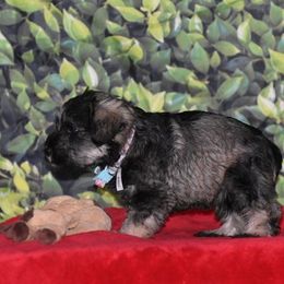 Miniature Schnauzer Puppies from Imperial Schnauzers