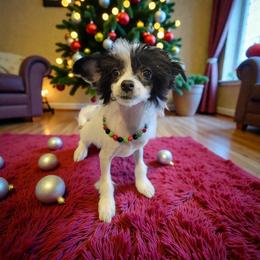 Chanel - White and black female Chinese Crested puppy in Woodland Park, Colorado from Feathers End Kennels