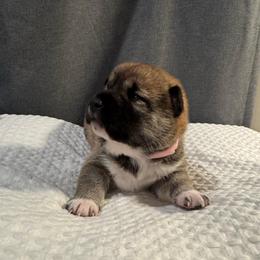 Pink - Sesame female Shiba Inu puppy in Elizabeth, New Jersey from Shiba Inu Loving Care