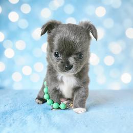 AKC Fluffy Blue Girl - Blue and white female Chihuahua puppy in Brooklyn, New York from Nadezhda's Chihuahuas