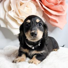 Aspen - Black and cream male Dachshund puppy in Redding, California from Jean & Mae Doxies