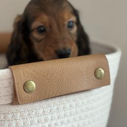 Brownie - Chocolate and tan male Dachshund puppy in Vancouver, Washington from Cascade Minis