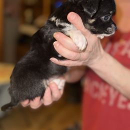 Pansy - Black and white female Chihuahua puppy in South Charleston, Ohio from Fine Whines & Lickers