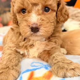 Mango - Apricot female Cavapoo puppy in Dickerson, Maryland from Pawsome Aussie Doodles and Oodles