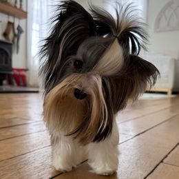 Lassy - Biewer Terrier