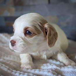 Blenheim Girl - Blenheim female Cavapoo puppy in San Diego, California from WW Cavapoos