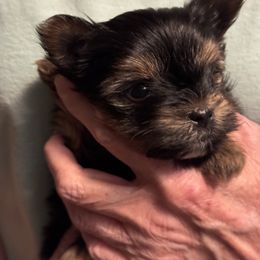 Puppy 2 - Black and tan male Yorkshire Terrier puppy in Elizabeth, Indiana from Dwayne’s Yorkshire Terriers