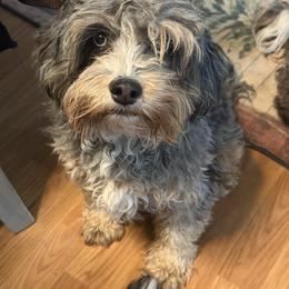 Hoppy - Bernedoodle