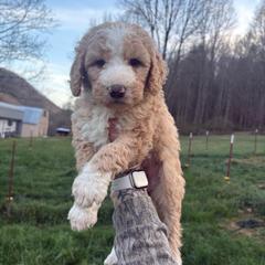Girl 3 - Apricot female Double Doodle puppy in Jonesborough, Tennessee from Dry Creek Siberians