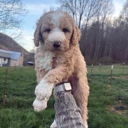 Girl 3 - Apricot female Double Doodle puppy in Jonesborough, Tennessee from Dry Creek Siberians