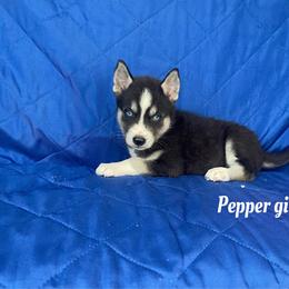 Pepper girl 2 - Black and white female Siberian Husky puppy in Ocala, Florida from Florida Husky Puppies