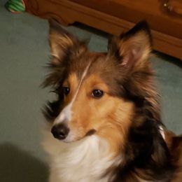 NOVA - Shetland Sheepdog