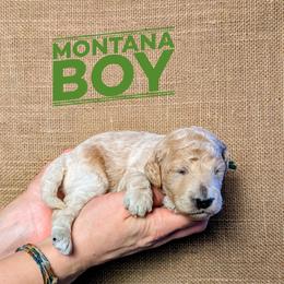 Montana - Cream male Goldendoodle puppy in Cambridge, Minnesota from Country Meadow Doodles